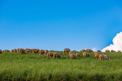 Sheep grazing in a field