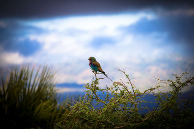 Low angle view of bird perching on plant against sky