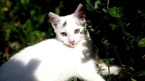 Close-up of cat