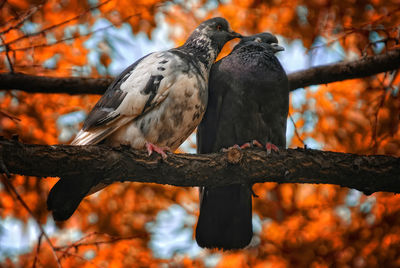 Low angle view of birds perching on tree