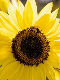 Close-up of bee pollinating on sunflower