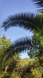 Low angle view of palm trees against blue sky