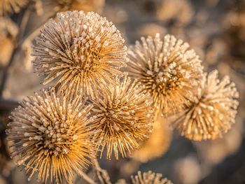 Close-up of thistle