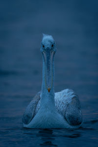 Close-up of a bird