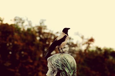 Bird perching on railing