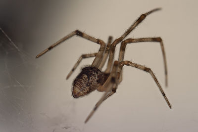 Close-up of spider