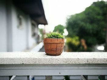 Close-up of potted plant on retaining wall