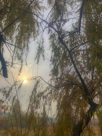 Low angle view of trees against sky during sunset