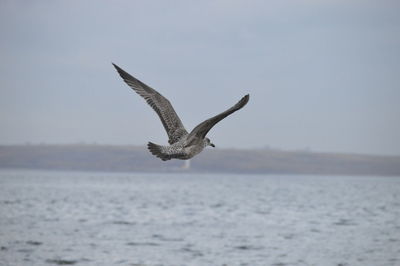 Seagull flying above sea against clear sky