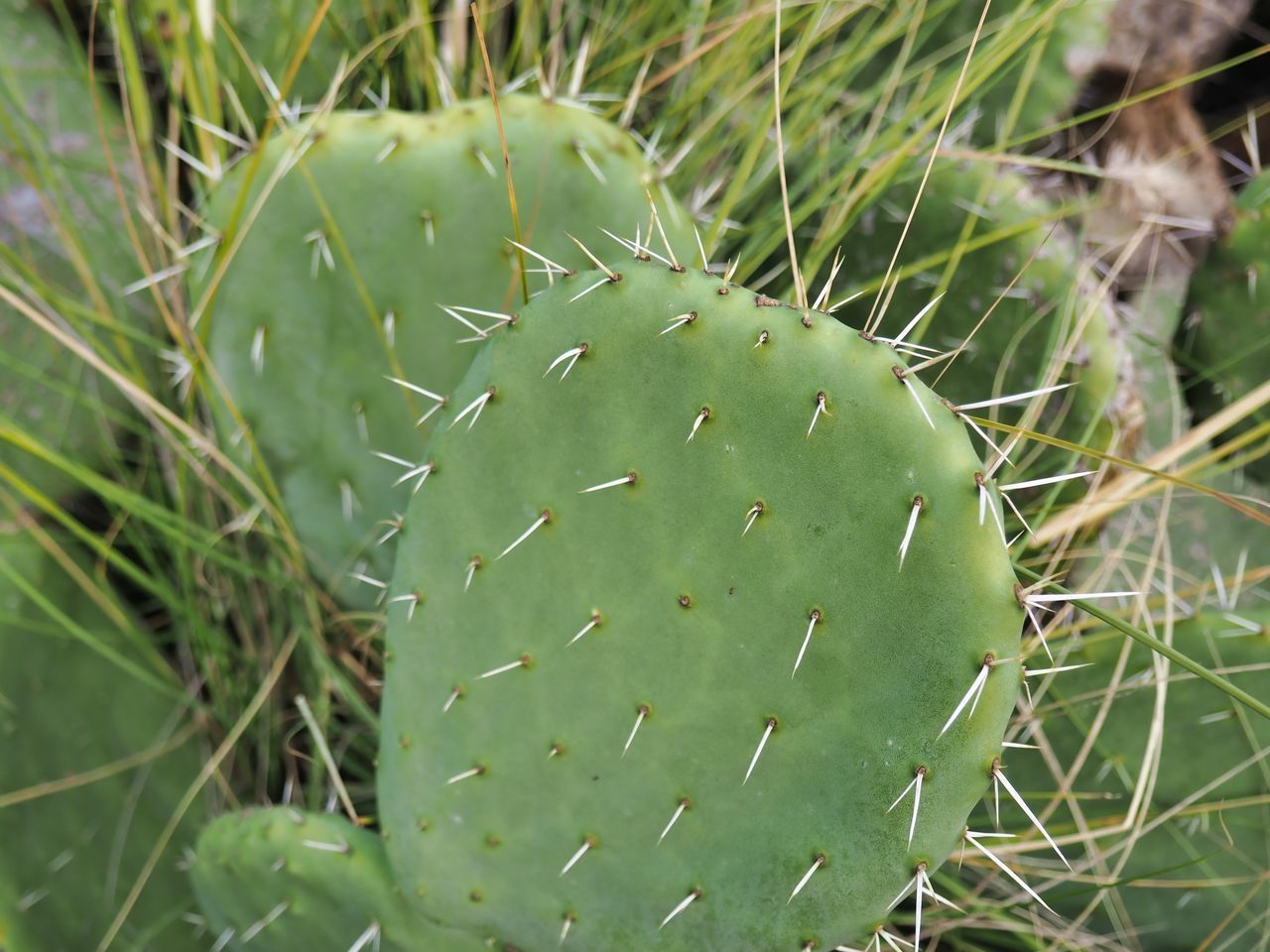 CLOSE-UP OF PRICKLY PEAR CACTUS