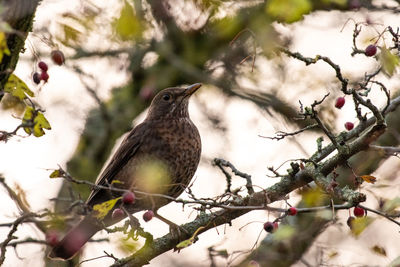 Low angle view of bird perching on branch