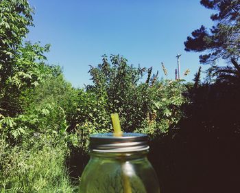 Plants in glass jar on table against trees