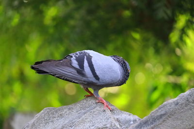 A pigeon resting close to rock in summer