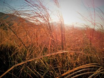 Close-up of grass against sky