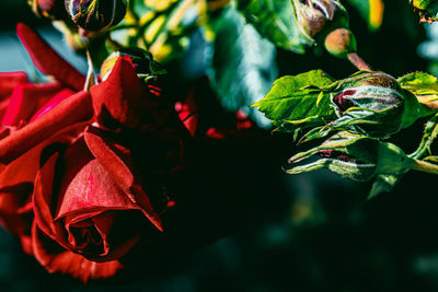 Close-up of red flowering plant