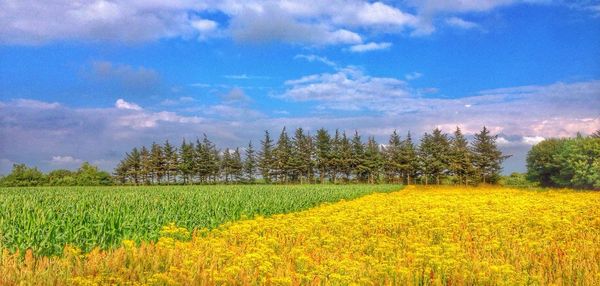 Scenic view of field against sky