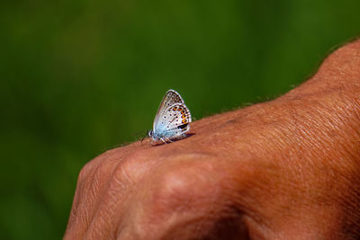 Close-up of butterfly on hand