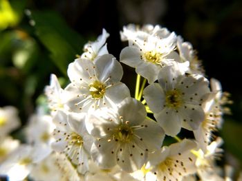 Close-up of white flowers