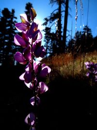 Close-up of pink flowering plant against sky