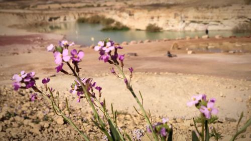 Pink flowering plants on field
