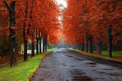 Empty road along trees