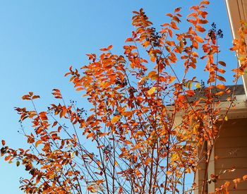 Low angle view of trees against clear sky