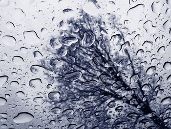 Low angle view of tree seen through wet window in rainy season