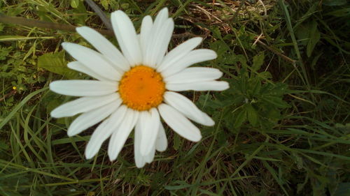 High angle view of white flower on field