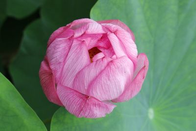 Close-up of pink flower blooming outdoors