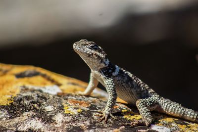 Close-up of lizard on rock