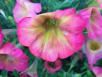 Close-up of pink flower