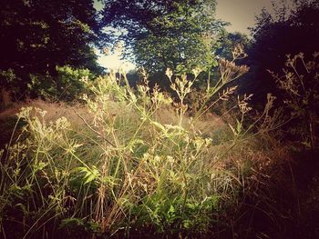 Plants growing on field