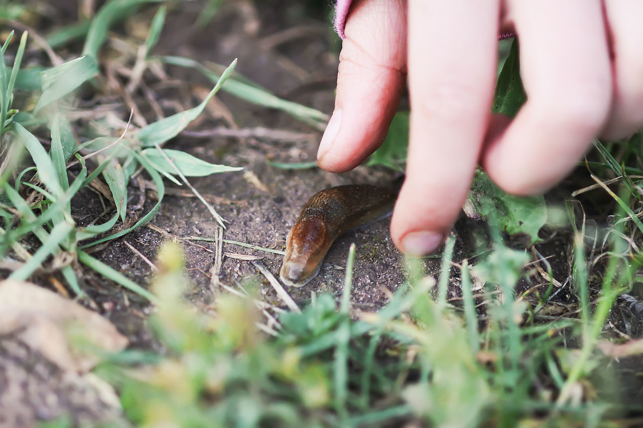 CLOSE-UP OF A HAND HOLDING CRAB OF A FIELD