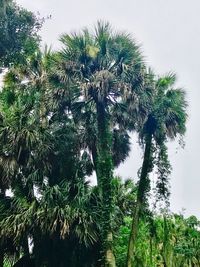 Low angle view of palm tree against clear sky