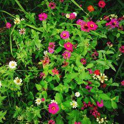 High angle view of pink flowering plants