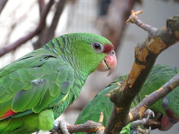 Close-up of parrot perching on tree