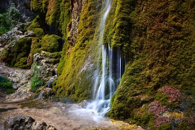 Scenic view of waterfall in forest