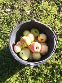 High angle view of fruits in bowl on field