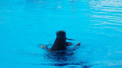 View of swimming in sea