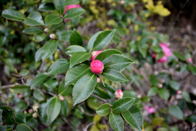 Close-up of pink flowering plant