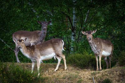 Damhirsche - group of stags