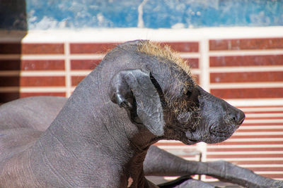 Close-up of a dog looking away