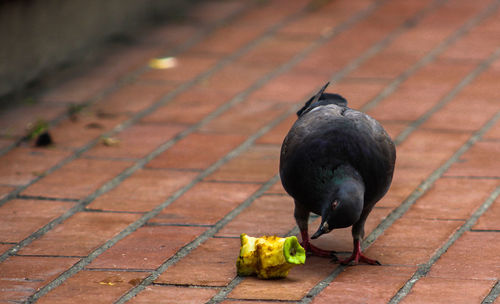 High angle view of bird perching on floor