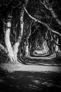 Road along trees