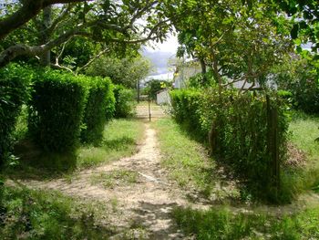 Trees in park