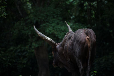 Close-up of lizard on tree