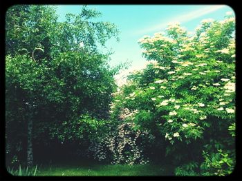 View of lush foliage against sky