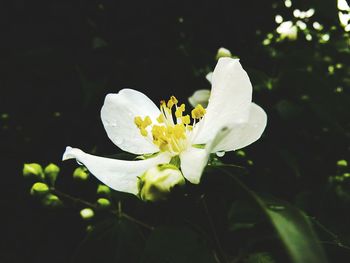 Close-up of white flowers