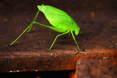 Close-up of insect on leaf