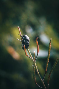 Close-up of insect on plant